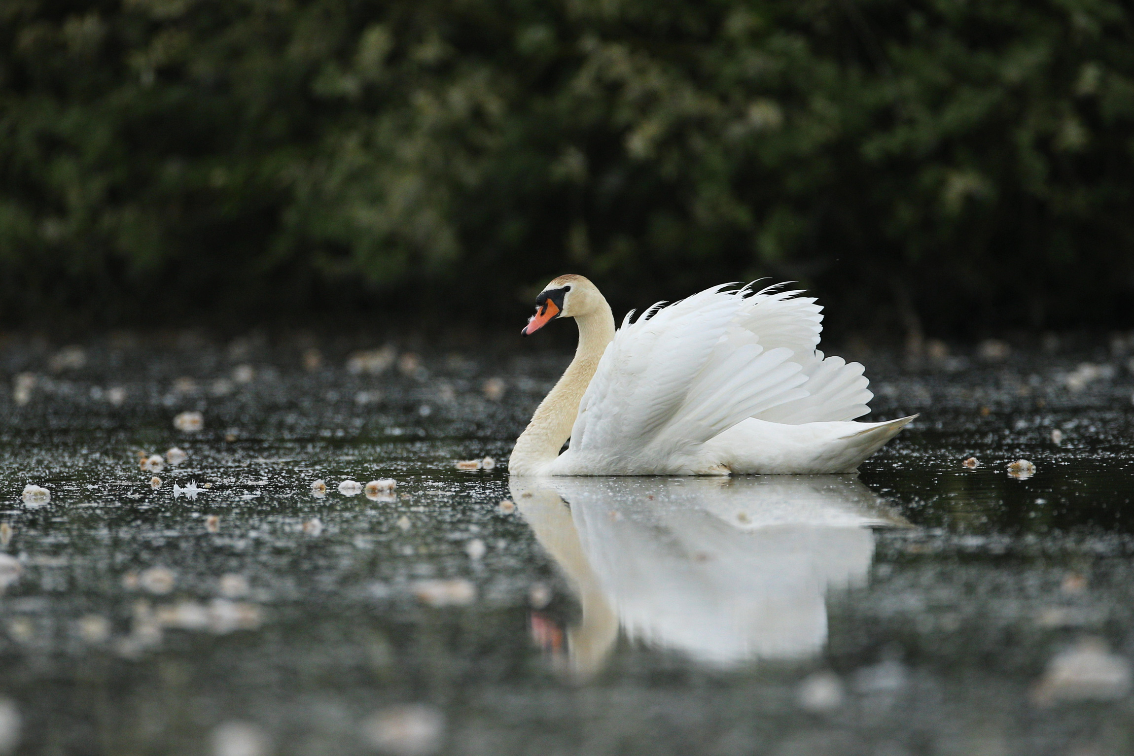 EMERALD_Zagreb_beautiful-swan-lake-amazing-bird-nature-habitat